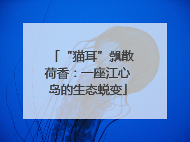“猫耳”飘散荷香：一座江心岛的生态蜕变