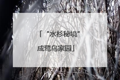 “水杉秘境”成鹭鸟家园