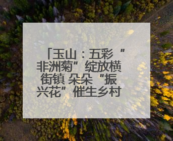 玉山：五彩“非洲菊”绽放横街镇 朵朵“振兴花”催生乡村共富图景