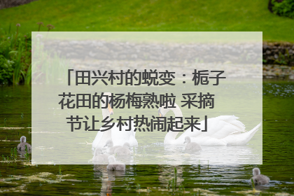 田兴村的蜕变：栀子花田的杨梅熟啦 采摘节让乡村热闹起来