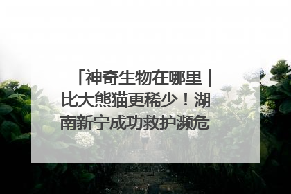 神奇生物在哪里｜比大熊猫更稀少！湖南新宁成功救护濒危鸟类海南鳽
