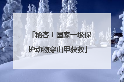 稀客！国家一级保护动物穿山甲获救