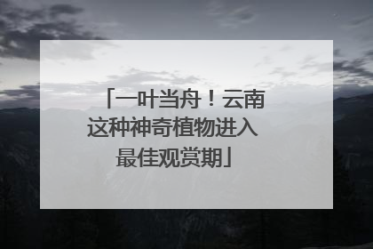 一叶当舟！云南这种神奇植物进入最佳观赏期