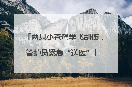 两只小苍鹭学飞刮伤，管护员紧急“送医”