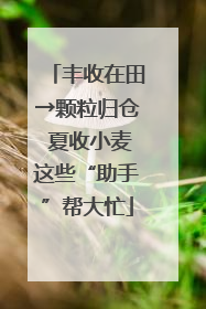 丰收在田→颗粒归仓 夏收小麦这些“助手”帮大忙