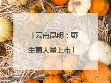 云南昆明：野生菌大量上市