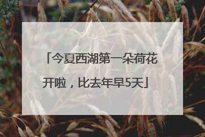今夏西湖第一朵荷花开啦，比去年早5天
