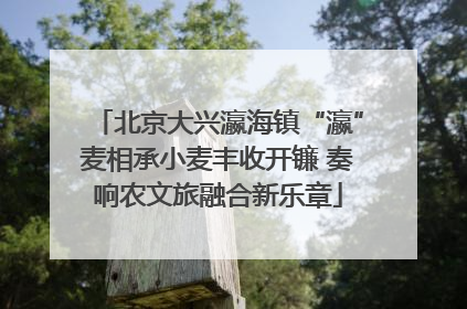 北京大兴瀛海镇“瀛”麦相承小麦丰收开镰 奏响农文旅融合新乐章