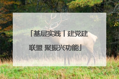 基层实践丨建党建联盟 聚振兴功能