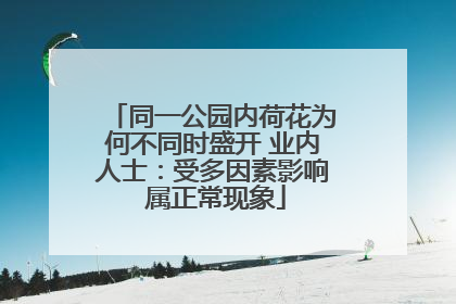 同一公园内荷花为何不同时盛开 业内人士：受多因素影响 属正常现象
