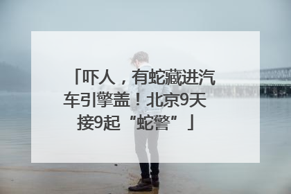 吓人，有蛇藏进汽车引擎盖！北京9天接9起“蛇警”