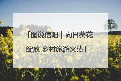 图说信阳｜向日葵花绽放 乡村旅游火热