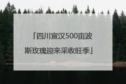 四川宣汉500亩波斯玫瑰迎来采收旺季