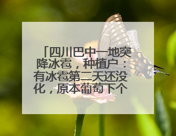 四川巴中一地突降冰雹，种植户：有冰雹第二天还没化，原本葡萄下个月上市，现在全被打落