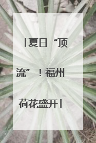夏日“顶流”！福州荷花盛开