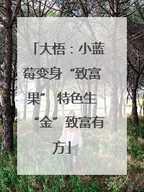 大悟：小蓝莓变身“致富果” 特色生“金”致富有方