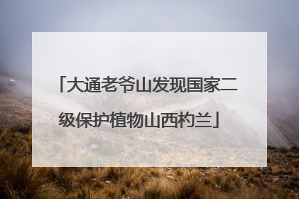 大通老爷山发现国家二级保护植物山西杓兰
