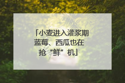 小麦进入灌浆期 蓝莓、西瓜也在抢“鲜”机