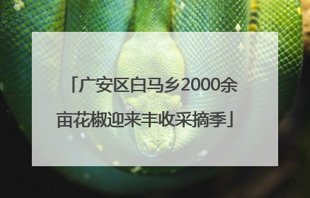 广安区白马乡2000余亩花椒迎来丰收采摘季