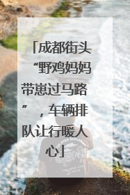 成都街头“野鸡妈妈带崽过马路”，车辆排队让行暖人心