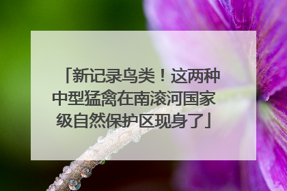 新记录鸟类！这两种中型猛禽在南滚河国家级自然保护区现身了