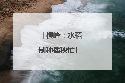 横峰：水稻制种插秧忙