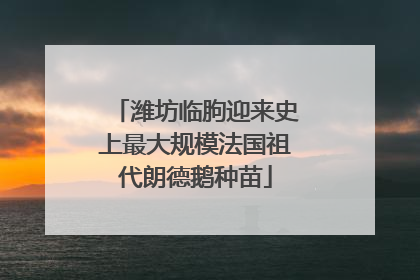 潍坊临朐迎来史上最大规模法国祖代朗德鹅种苗