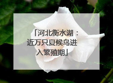 河北衡水湖：近万只夏候鸟进入繁殖期