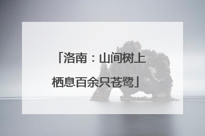 洛南：山间树上栖息百余只苍鹭
