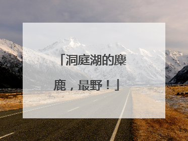 洞庭湖的麋鹿，最野！
