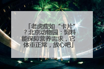 老虎瘦如“卡片”？北京动物园：饲料能保障营养需求，它体重正常，放心吧