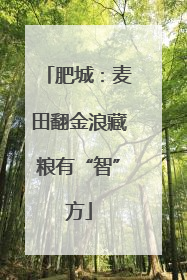 肥城：麦田翻金浪藏粮有“智”方