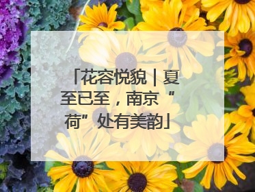 花容悦貌｜夏至已至，南京“荷”处有美韵