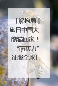 解构局丨旅日中国大熊猫回家！“萌实力”征服全球