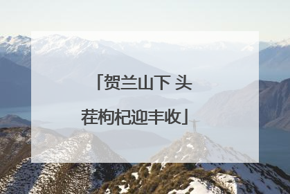 贺兰山下 头茬枸杞迎丰收