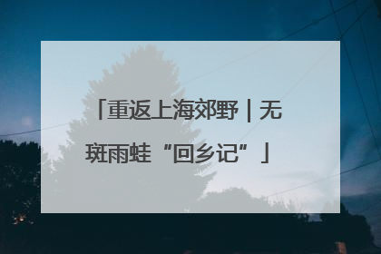 重返上海郊野｜无斑雨蛙“回乡记”